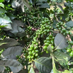 Coffee branch