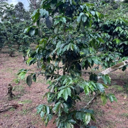 Coffee beans in hands