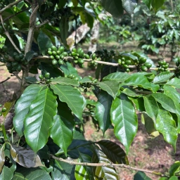 Volcana Coffee video preview