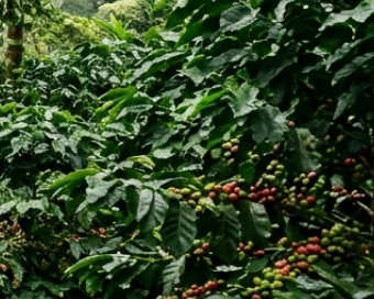 Shade-grown coffee forest